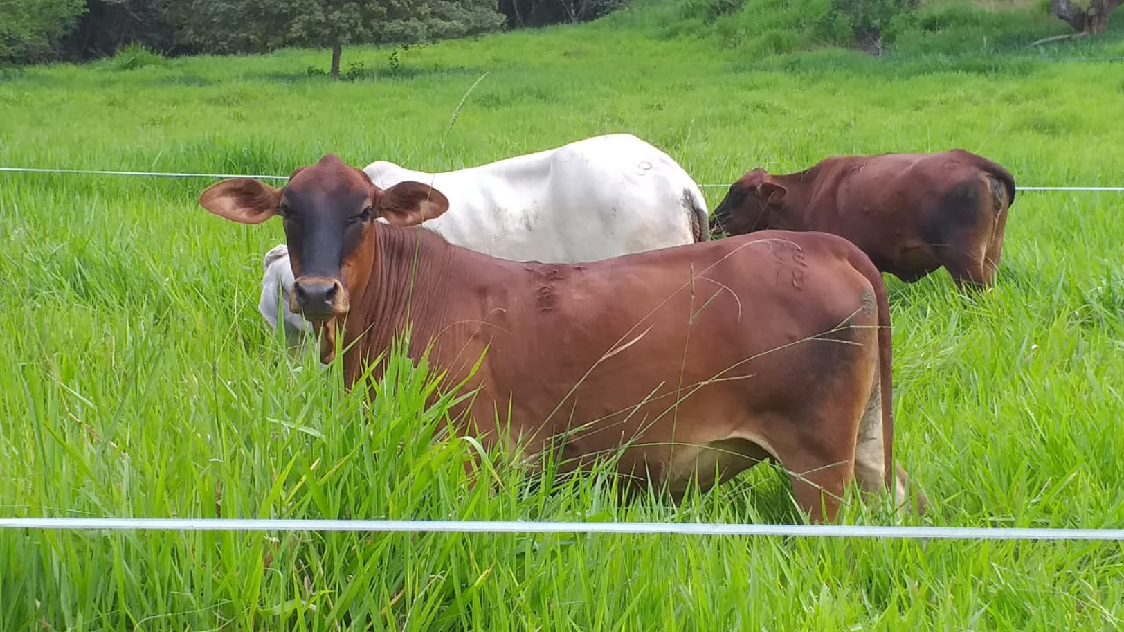 Retos y desafíos del sector agro en Colombia