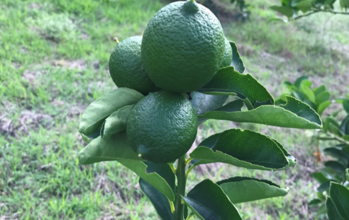 Agricultura Regenerativa en La Robleda